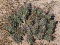 Corynopuntia grahamii RUS-019.jpg