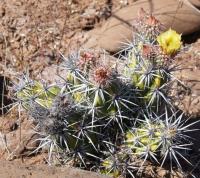 Corynopuntia invicta RUS-125.jpg