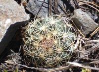 Coryphantha compacta RUS-086.jpg