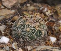 Coryphantha cornifera RUS-065.jpg