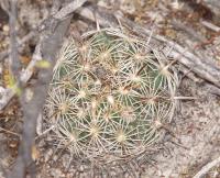 Coryphantha cornifera RUS-069.jpg