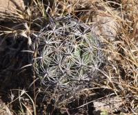 Coryphantha cornifera RUS-073.jpg