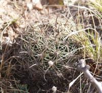 Coryphantha cornifera RUS-113.jpg
