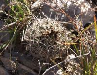 Coryphantha delaetiana RUS-023.jpg
