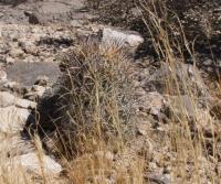 Coryphantha difficilis RUS-028.jpg