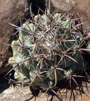 Coryphantha difficilis RUS-081.jpg