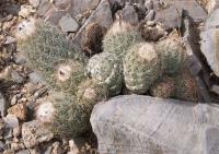 Coryphantha durangensis RUS-014.jpg