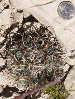 Coryphantha kracikii RUS-024.jpg