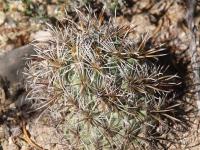 Coryphantha kracikii RUS-026.jpg