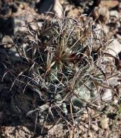 Coryphantha kracikii RUS-026a.jpg