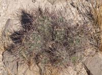 Coryphantha macromeris RUS-027.jpg