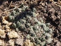 Coryphantha maiz-tablasensis RUS-055.jpg