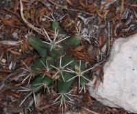 Coryphantha octacantha RUS-075.jpg