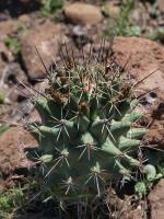 Coryphantha octacantha RUS-076.jpg