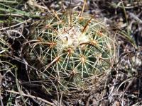 Coryphantha pallida RUS-096.jpg