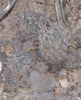 Coryphantha pseudechinus RUS-030.jpg