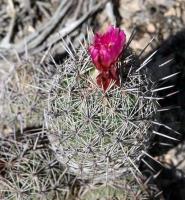 Coryphantha pseudoechinus RUS-082.jpg