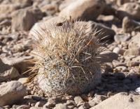 Coryphantha werdermannii RUS-035.jpg