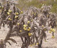 Cylindropuntia imbricata RUS-171.jpg