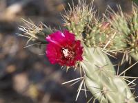Cylindropuntia imbricata RUS-175.jpg