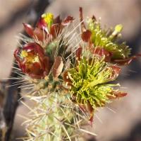 Cylindropuntia spec. RUS-126.jpg