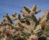 Cylindropuntia spec. RUS-145.jpg