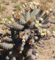 Cylindropuntia spec. RUS-150.jpg