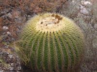 Echinocactus grusonii RUS-072.jpg