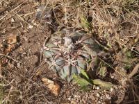 Echinocactus horizontalonius RUS-013.jpg