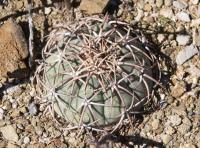 Echinocactus horizontalonius RUS-024.jpg