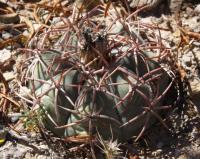 Echinocactus horizontalonius RUS-026.jpg