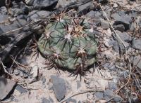 Echinocactus horizontalonius RUS-034.jpg