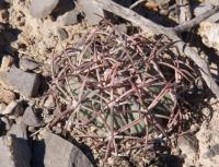 Echinocactus horizontalonius RUS-037.jpg