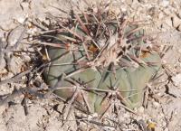 Echinocactus horizontalonius RUS-044.jpg