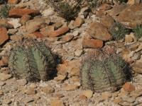 Echinocactus horizontalonius RUS-080.jpg