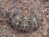 Echinocactus horizontalonius RUS-171.jpg