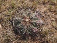 Echinocactus horizontalonius RUS-173.jpg