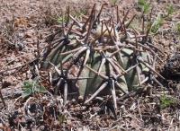 Echinocactus horizontalonius RUS-174.jpg