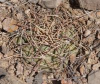 Echinocactus horizontalonius RUS-274.jpg