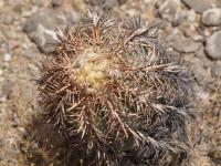 Echinocactus horizontalonius RUS-275.jpg