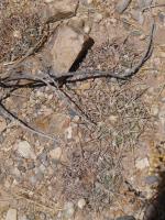 Echinocactus horizontalonius RUS-276.jpg