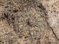 Echinocactus horizontalonius RUS-279.jpg
