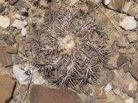 Echinocactus horizontalonius RUS-280.jpg