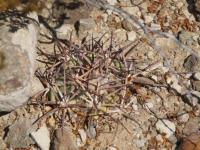 Echinocactus horizontalonius RUS-282.jpg