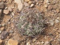 Echinocactus horizontalonius RUS-285.jpg