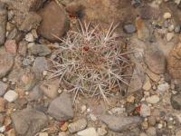 Echinocactus horizontalonius RUS-286.jpg
