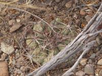Echinocactus horizontalonius RUS-287.jpg