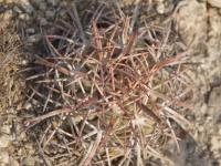 Echinocactus horizontalonius RUS-288.jpg