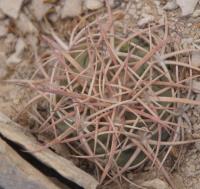 Echinocactus horizontalonius RUS-289.jpg
