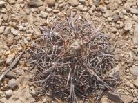 Echinocactus horizontalonius RUS-290.jpg